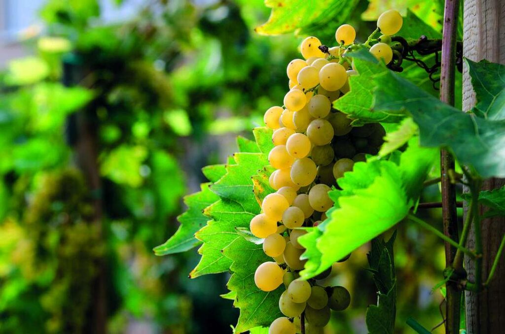 grape